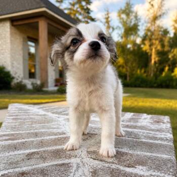 Cookie -  Jack Russell Terrier and Mixed Breed Dog for Adoption in Baton Rouge, Louisiana - Cookie | PetCurious