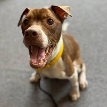 Mixed Breed Dogs Available for Adoption in Prospect, Kentucky - Andy-Papaw | PetCurious