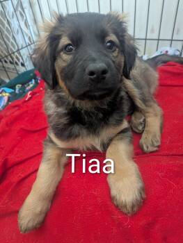 Shepherd and Retriever Dogs Available for Adoption - Tiaa | PetCurious