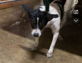 Rescue Mixed Breed Dogs for Adoption in Hot Springs, Arkansas - M21 | PetCurious