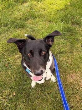 Bosa -  Border Collie and Shepherd Dog for Adoption in New Albany, Ohio - Bosa | PetCurious