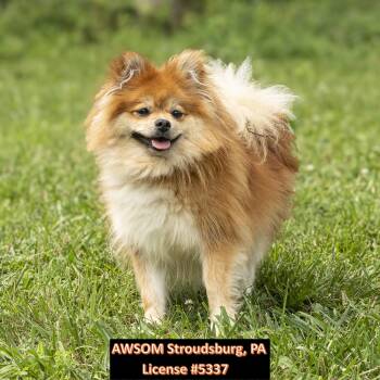 Ginger -  Pomeranian Dog for Adoption in Stroudsburg, Pennsylvania - Ginger | PetCurious