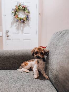 Sugar -  Yorkshire Terrier Dog for Adoption in Goodyear, Arizona - Sugar | PetCurious