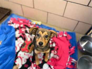 German Shepherd Dog and Mixed Breed Dogs Available for Adoption in Fort Wayne, Indiana - GOKU | PetCurious