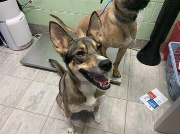 German Shepherd Dog and Mixed Breed Dogs Available for Adoption in Grand Prairie, Texas - MAC | PetCurious