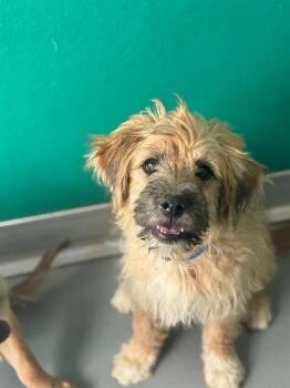 A255788 -  Cairn Terrier and Mixed Breed Dog for Adoption in Visalia, California - A255788 | PetCurious