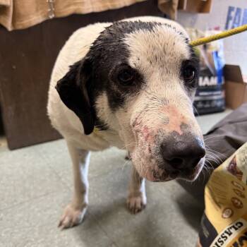 Rescue Mixed Breed Dogs for Adoption in Sand Springs, Oklahoma - Amelia | PetCurious