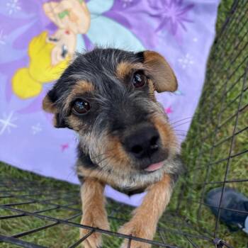Yorkshire Terrier and Mixed Breed Dogs Available for Adoption in Houston, Texas - Neville | PetCurious