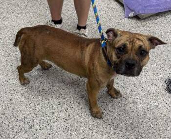 Lady Gaga -  Pit Bull Terrier and Mixed Breed Dog for Adoption in Kansas City, Missouri - Lady Gaga | PetCurious
