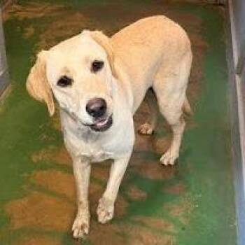 Xena -  Labrador Retriever and Mixed Breed Dog for Adoption in Hattiesburg, Mississippi - Xena | PetCurious