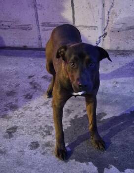 Labrador Retriever Dogs Available for Adoption in Lawrenceville, Georgia - Pen 196 Butters | PetCurious