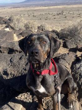 MARLENE -JJ (NEW MEXICO) -  Catahoula Leopard Dog Dog for Adoption in Roundup, Montana - MARLENE -JJ (NEW MEXICO) | PetCurious