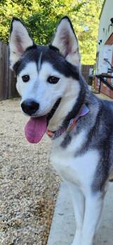 Rescue Siberian Husky Dogs for Adoption in Manassas, Virginia - JUNO | PetCurious