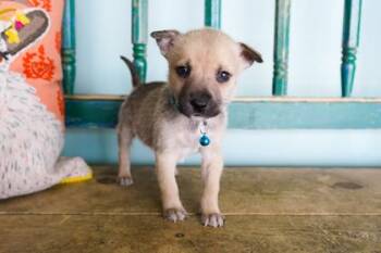Turmeric -  Border Collie and Shepherd Dog for Adoption in San Antonio, Texas - Turmeric | PetCurious