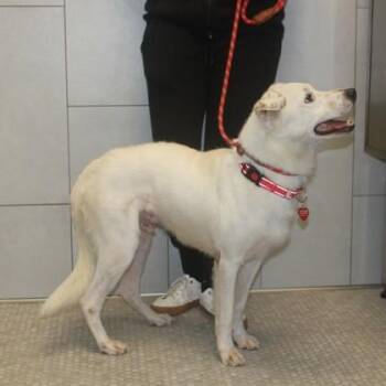 Martin+ -  Mixed Breed Dog for Adoption in Elk Grove Village, Illinois - Martin+ | PetCurious