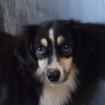 Club -  Mixed Breed Dog for Adoption in Leander, Texas - Club | PetCurious