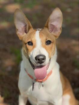 Terrier Dogs Available for Adoption in Wadsworth, Ohio - Emmett | PetCurious