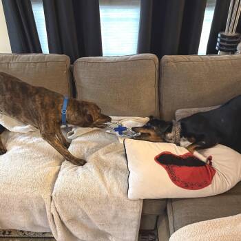 Rolo -  Plott Hound and Mixed Breed Dog for Adoption in Potomac, Maryland - Rolo | PetCurious