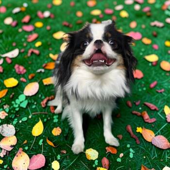 Dior -  Japanese Chin Dog for Adoption in Dallas, Georgia - Dior | PetCurious