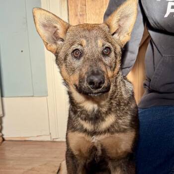 German Shepherd Dog Dogs Available for Adoption - Heidi | PetCurious
