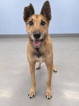 Maple -  Mixed Breed Dog for Adoption in Gwinn, Michigan - Maple | PetCurious
