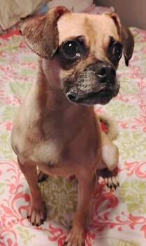 Rescue Pug Dogs for Adoption in Zuni, Virginia - Bugle | PetCurious