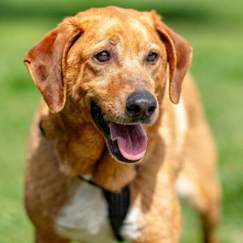 Dobby -  Labrador Retriever and Hound Dog for Adoption in Morristown, New Jersey - Dobby | PetCurious