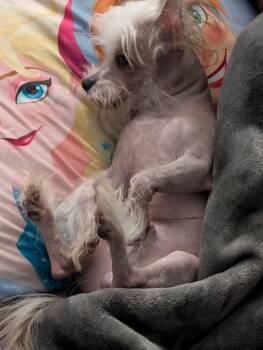 Trace (Cyrus) -  Chinese Crested Dog and Chihuahua Dog for Adoption in Midland, Michigan - Trace (Cyrus) | PetCurious