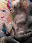 15 Available Chinese Crested Dog Dogs for Adoption | PetCurious