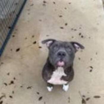 Phoenix -  Terrier Dog for Adoption in Austin, Texas - Phoenix | PetCurious