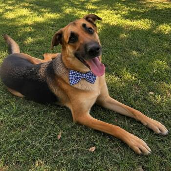 BOOKIE GS -  German Shepherd Dog Dog for Adoption in Lucas, Texas - BOOKIE GS | PetCurious