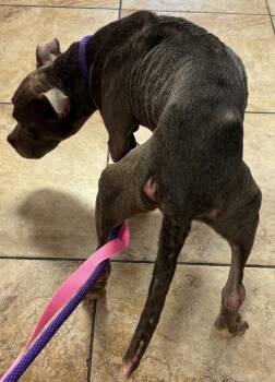 Mia Wallace -  Mixed Breed Dog for Adoption in Cincinnati, Ohio - Mia Wallace | PetCurious