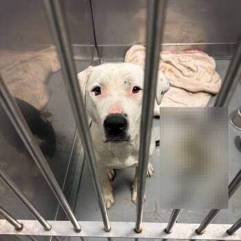 Mixed Breed Dogs Available for Adoption in Davenport, Iowa - PEZ Candy | PetCurious