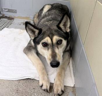 RUNE -  German Shepherd Dog and Mixed Breed Dog for Adoption in Houston, Texas - RUNE | PetCurious