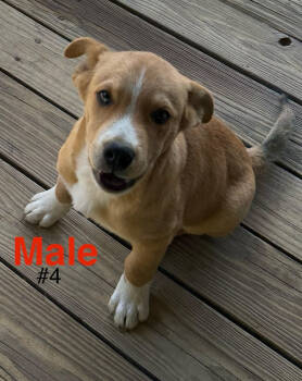 Rescue Mixed Breed Dogs for Adoption in Chattanooga, Tennessee - Mixed Breed Puppy Male #4 | PetCurious