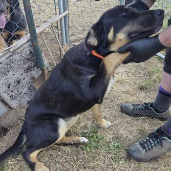 Frayah -  Black Labrador Retriever Dog for Adoption in Oakville, Washington - Frayah | PetCurious