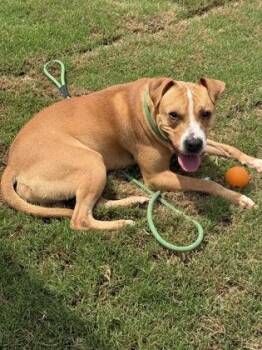 Pumba -  Black Mouth Cur and Mixed Breed Dog for Adoption in Atlanta, Georgia - Pumba | PetCurious