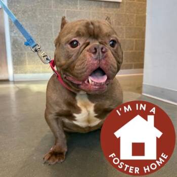 Mixed Breed Dogs Available for Adoption - Rebel | PetCurious