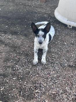 Oreo -  Australian Cattle Dog Blue Heeler Dog for Adoption in Lafayette, Colorado - Oreo | PetCurious
