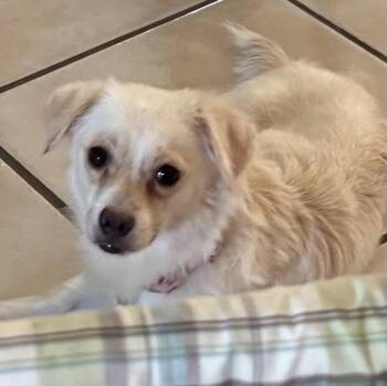 Tabitha -  Chihuahua and Dachshund Dog for Adoption in Montgomery, Texas - Tabitha | PetCurious