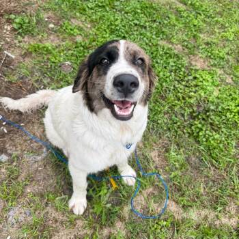 Great Pyrenees Dogs Available for Adoption in San Antonio, Texas - Krusty | PetCurious