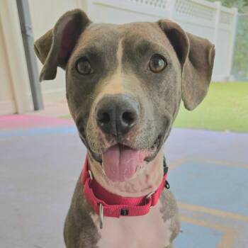 Mixed Breed Dogs Available for Adoption in Titusville, Florida - Denim | PetCurious
