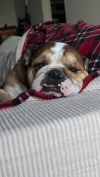 English Bulldog Dogs Available for Adoption - Micah | PetCurious
