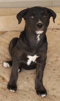 Rescue Mixed Breed Dogs for Adoption in Pembroke, Massachusetts - Falcon | PetCurious