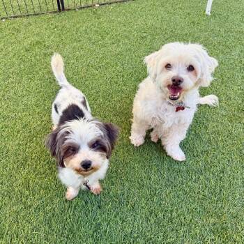 Amy -  Maltese Dog Available for Adoption in Agoura Hills, California - Amy | PetCurious