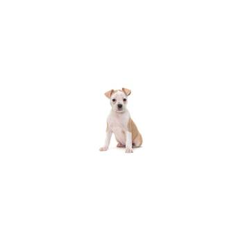 Audi -  Mixed Breed Dog for Adoption in Los Angeles, California - Audi | PetCurious
