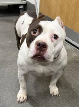 Pit Bull Terrier Dogs Available for Adoption - MOCHA | PetCurious