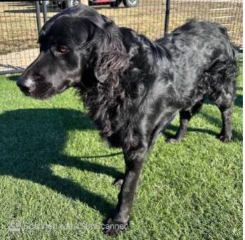 Flat Coated Retriever and Great Pyrenees Dogs Available for Adoption - Morocco | PetCurious