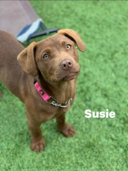 Chocolate Labrador Retriever Dogs Available for Adoption - Susie | PetCurious
