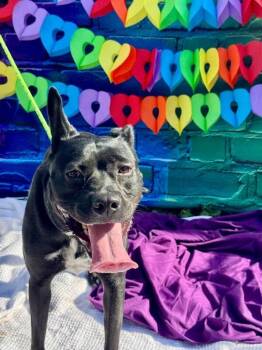GloRilla -  Mixed Breed Dog for Adoption in Cincinnati, Ohio - GloRilla | PetCurious